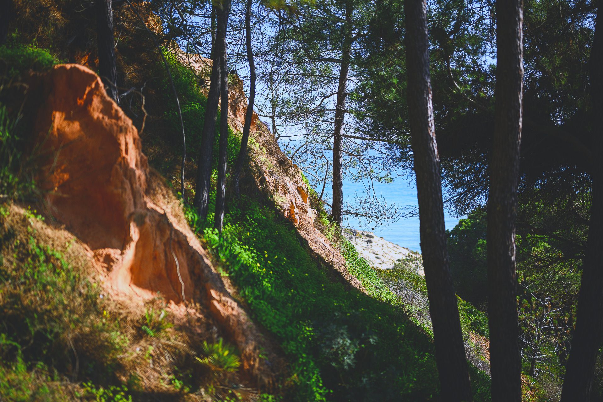 Ein schattiger Fußweg zwischen roter Erde und Pinien auf der Klippe, dahinter das Meer