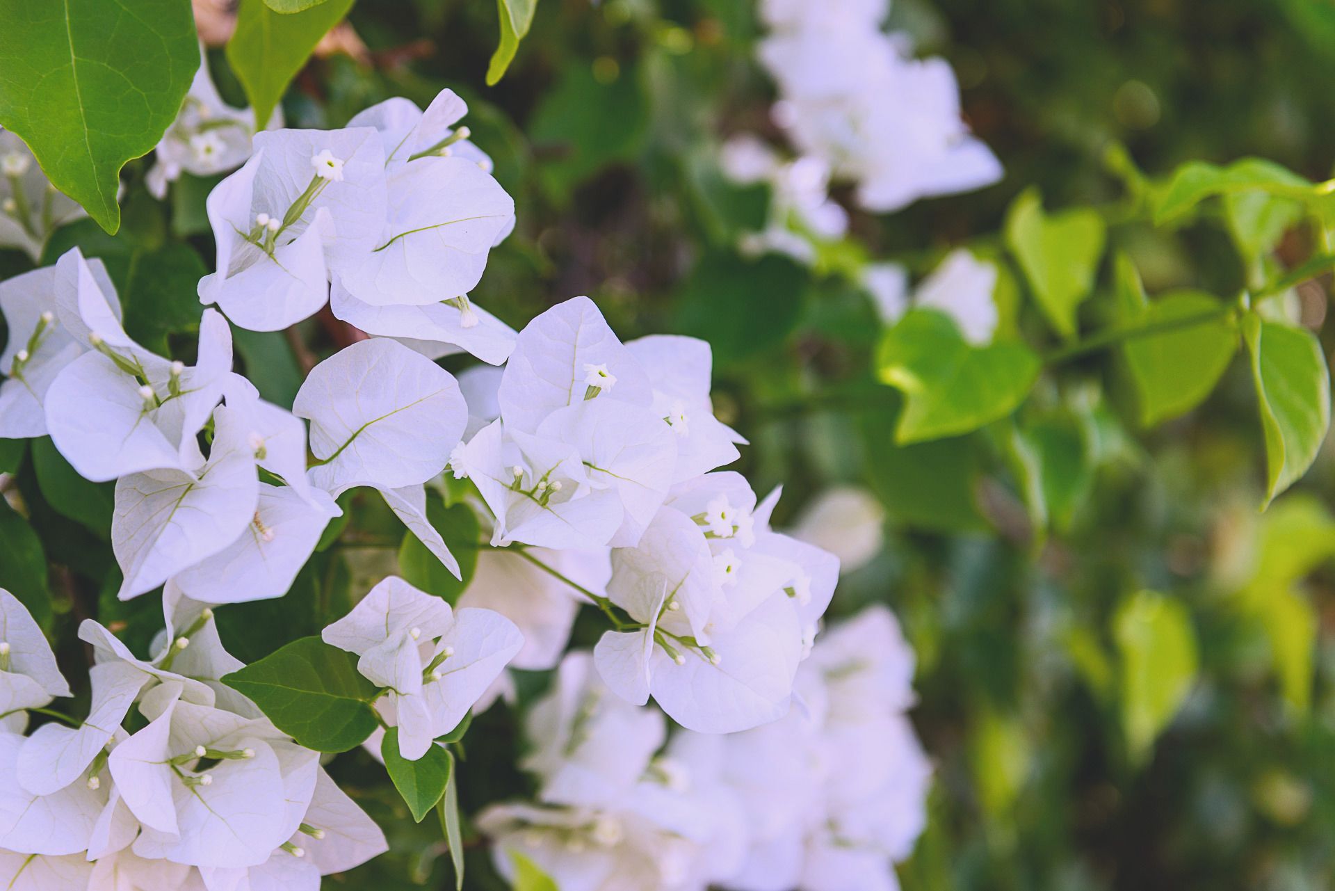 Weiße Bougainvillea vor tiefgrünem Laub