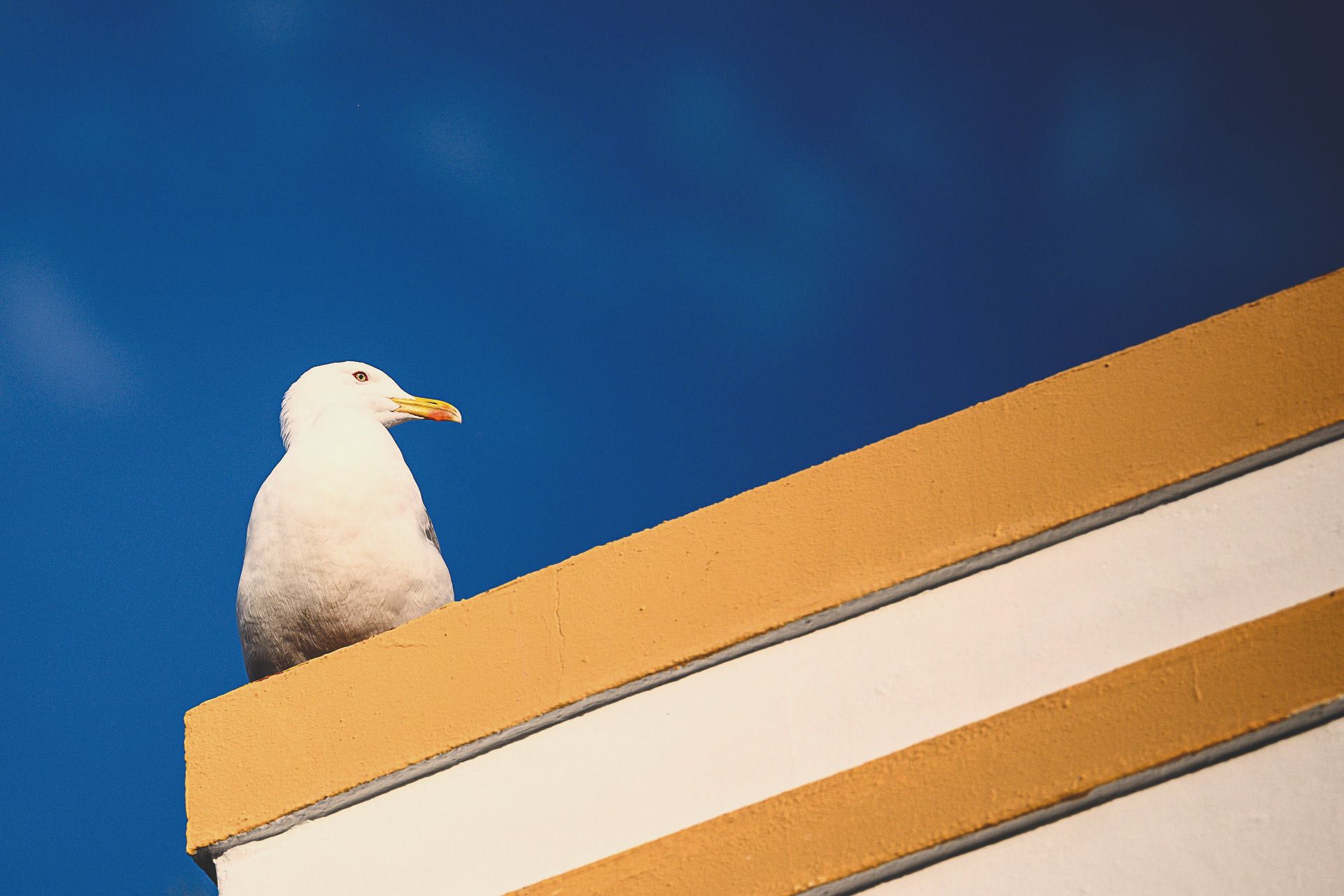 Eine Möwe auf der gelb abgesetzten Dachkante eines weiß getünchten Gebäudes vor blauem Himmel